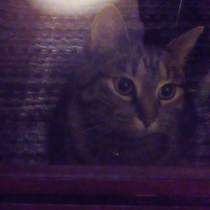 Meet your Posher, Trish